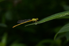 Ceriagrion coromandelianum