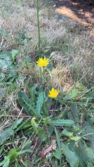 Scorzoneroides autumnalis