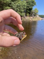 Chrysemys picta picta