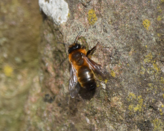 Andrena
