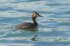 Podiceps cristatus cristatus