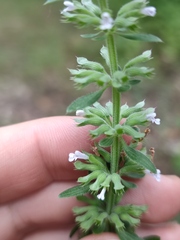 Dracocephalum thymiflorum