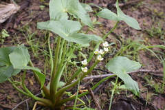 Sagittaria montevidensis