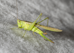 Conocephalus fasciatus
