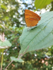 Thecla betulae