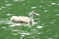 Podiceps cristatus cristatus