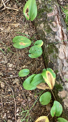 Maianthemum canadense