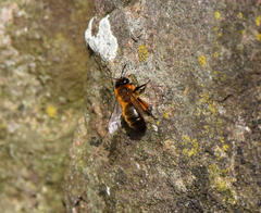 Andrena