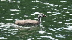 Podiceps cristatus cristatus