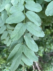 Chrysaster ostensackenella