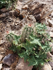 Cactaceae