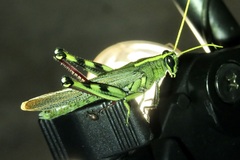 Schistocerca albolineata