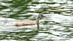 Podiceps cristatus cristatus