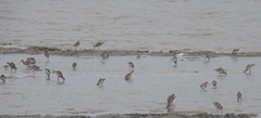 Limosa limosa