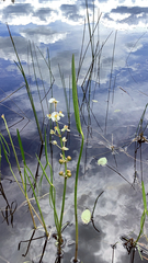Sagittaria