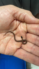 Storeria occipitomaculata