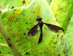 Ocyptamus fuscipennis