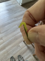 Trichoplusia ni