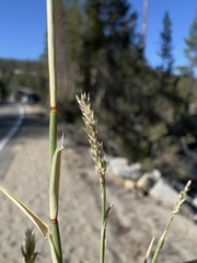 Muhlenbergia richardsonis