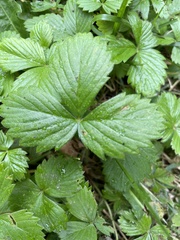 Fragaria vesca