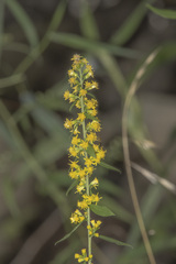 Solidago caesia