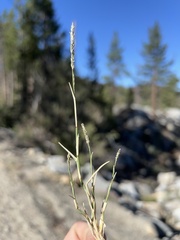 Muhlenbergia richardsonis