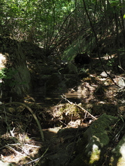 Salamandrina perspicillata