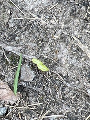 Trichoplusia ni