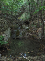 Salamandrina perspicillata