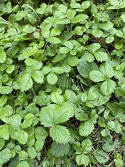 Fragaria vesca