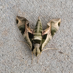 Eumorpha pandorus