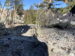 Muhlenbergia richardsonis