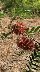 Glycyrrhiza lepidota