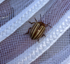 Leptinotarsa decemlineata