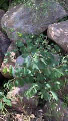 Apocynum androsaemifolium