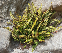 Asplenium trichomanes