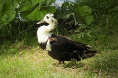 Anas platyrhynchos domesticus