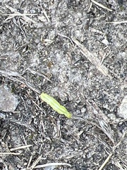 Trichoplusia ni