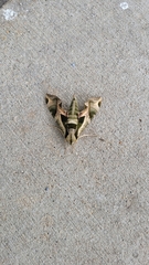 Eumorpha pandorus