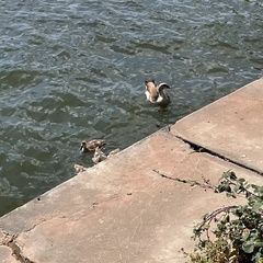 Alopochen aegyptiaca