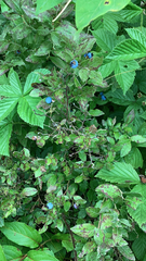 Vaccinium myrtilloides