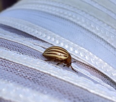 Leptinotarsa decemlineata