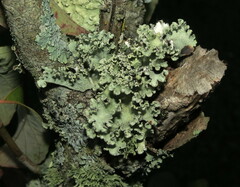 Parmotrema hypotropum