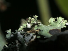 Parmotrema hypotropum