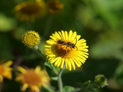 Halictus sexcinctus