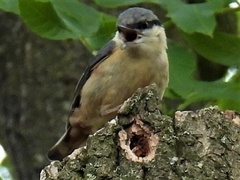 Sitta europaea