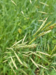 Bromus riparius