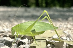 Amblycorypha oblongifolia