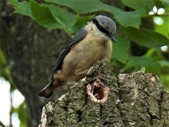 Sitta europaea