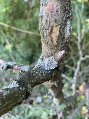 Physcia millegrana